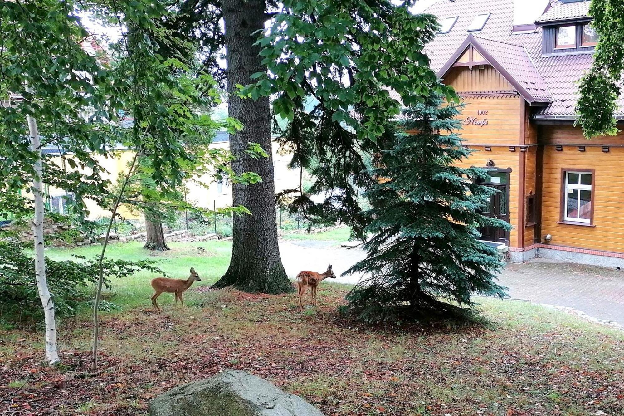 Willa Nimfa Apartamenty W Centrum Szklarska Poreba Luaran gambar