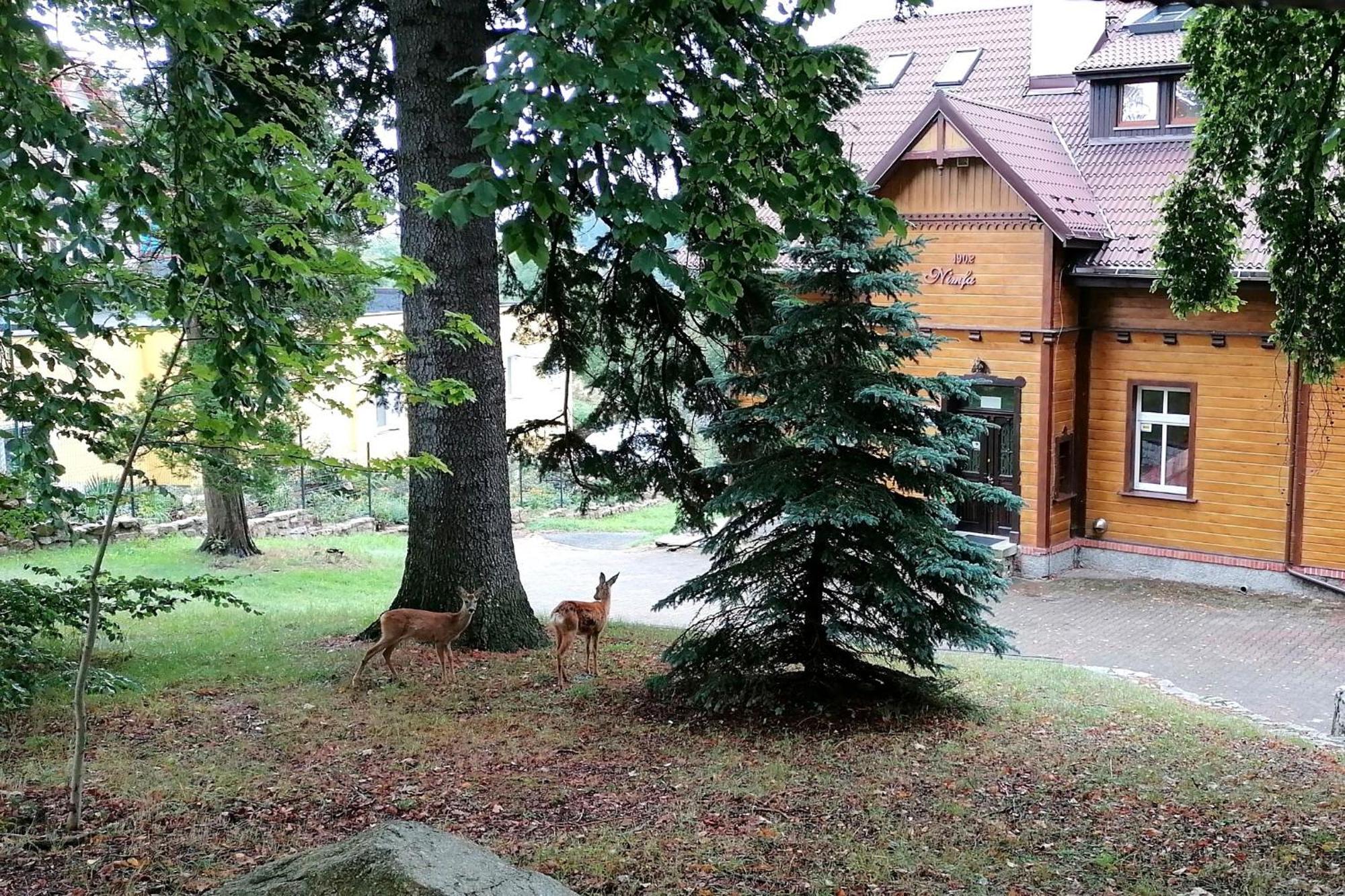 Willa Nimfa Apartamenty W Centrum Szklarska Poreba Luaran gambar